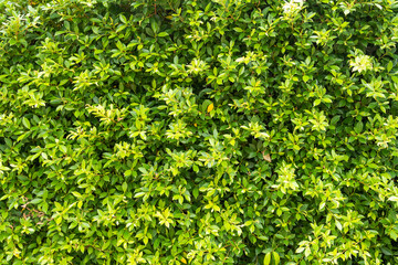 green leaf nature wallpaper background