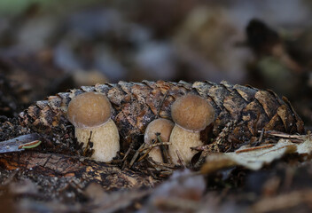 Wild forest mushroom macro closeup 
