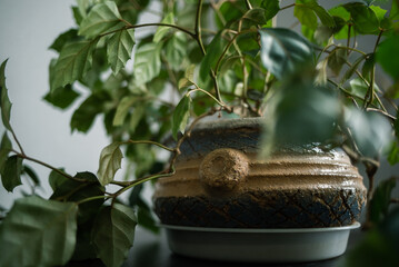 large deciduous home green plant in a beautiful clay retro pot on a table against a gray wall. Minimalism in the interior