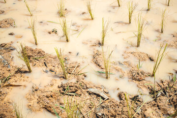 Saplings, rice plants, muddy rice fields in Thailand, Asia