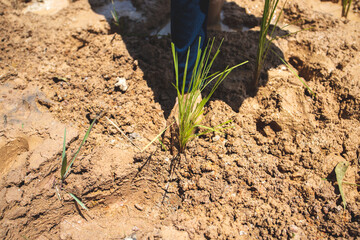 
People are planting in the middle of the field. There are seedlings in the field. There is water. There is soil, mud, in the sun. In Thailand, Asia.