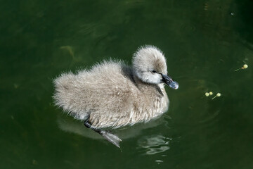 Black Swan (Cygnus atratus) cygnet in park