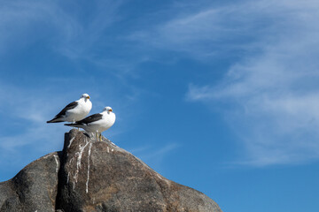 Two seagulls on a rock