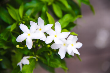 Top view white sampaguita jasmine blooming with bud inflorescence and green leaves in nature garden...