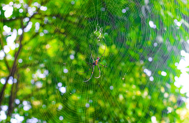 Black and yellow spider sitting on the web with green background. Black Widow Spider, macro spider making a web. Copy space.