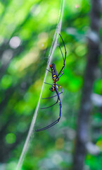 Black and yellow spider sitting on the web with green background. Black Widow Spider, macro spider making a web. Copy space.