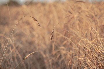 Fototapeta premium Ears of wheat or rye growing in the field at sunset. field of rye during the harvest period in an agricultural field. Background of ripening ears of wheat field. Rich harvest Concept. Label art design