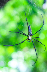 Black and yellow spider sitting on the web with green background. Black Widow Spider, macro spider making a web. Copy space.