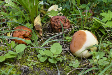 rotten apples lie on the grass. High quality photo