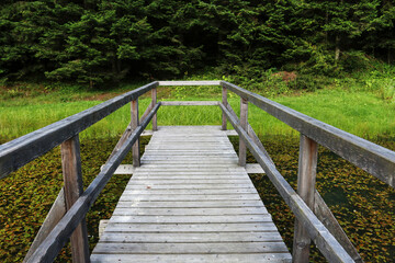 Wetland forest with green carpets of moss. Wooden bridge over the swamp.