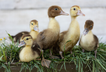 little ducklings on grass