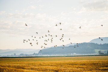 Vogelschwarm mit Feldhase