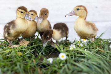 little ducklings on grass