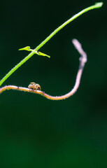 Small common jumping spider. Jumping spiders are a group of spiders that constitute the family Salticid. Close-up Jumping spider eyes big glasses on shrub plant.