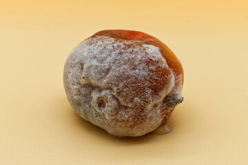 Rotten apricot covered with mold isolated on orange background