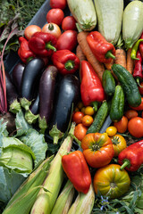 Harvest of vegetables