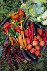 Harvest of vegetables