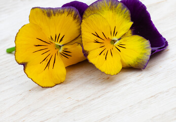 pansy flowers close-up with copy space