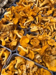 chanterelle mushrooms in the market © Angelic