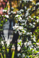 Kirschblüte