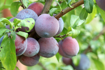 Plums on a tree branch with green leaves. Blue plum fruits ripening in a garden