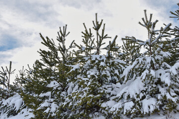 snow covered pine branches