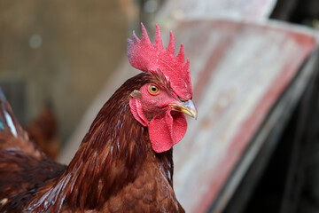 Red rooster on the farm, poultry concept. Portrait of angry cockerel on rural background