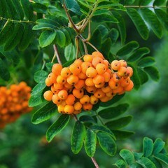 Ripe red orange ashberry cluster surrounded green leaves close-up growing on the branches of rowan tree. Harvest time. Focus on foreground