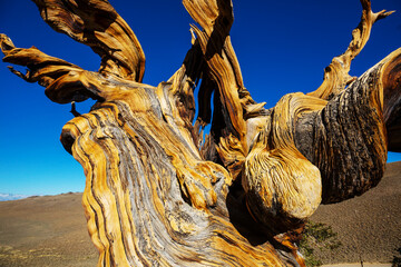 Ancient tree