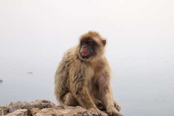 Barbary macaque sitting in Gibraltar Rock