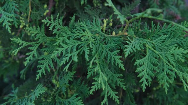 Green branches of evergreen thuja plant close-up. Branches of the green Thuja Plicata tree, green background. Shooting video around the thuja. 4K video clip.