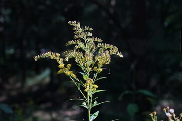 Schöne Waldpflanze, Farn