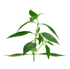 Andrographis paniculata plant on white background.