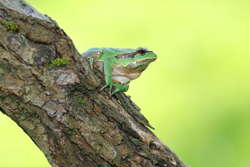 European tree frog with backlight illumination