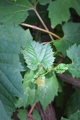 Lush green grape vine growing lush green leaves in the kitchen garden.