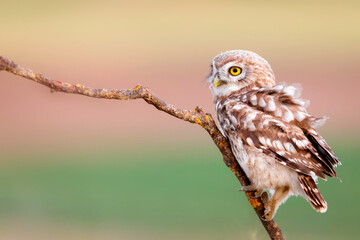 Little owls. Colorful nature background. Athene noctua.  