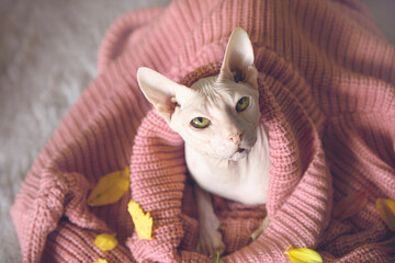 Fototapeta na wymiar Autumn, bald cat, in a soft sweater looks at the camera 