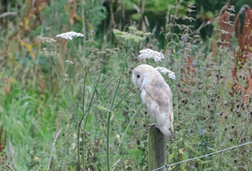 Barn owl