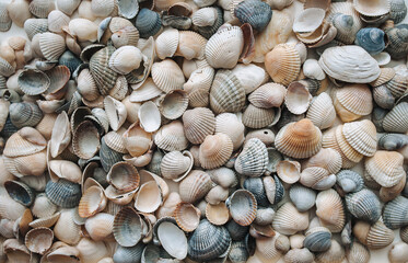 Many large beautiful gray seashells are laid out evenly on a white background. Natural texture, top view.
