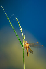 Libellule