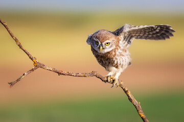 Little owl. Colorful nature background. Athene noctua.  