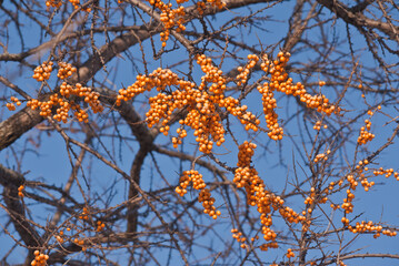 Common Sea Buckthorn (Hippophae rhamnoides) in orchard