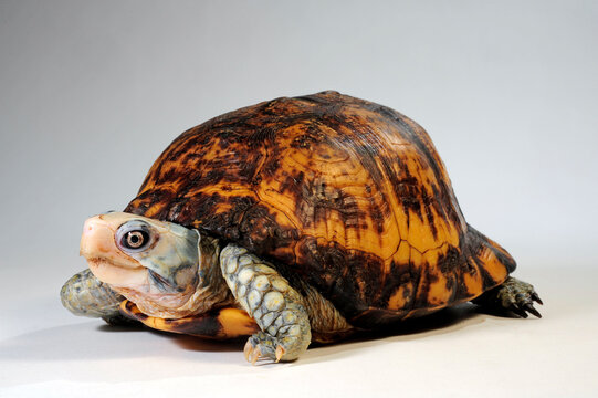 Yucatan-Dosenschildkr&ouml;te // Yucat&aacute;n box turtle (Terrapene carolina yucatana / Terrapene yucatana)