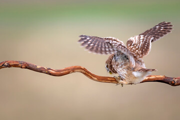 Little owl. Colorful nature background. Athene noctua.  