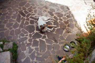 View of a Dog chained