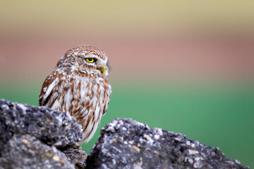 Little owl. Colorful nature background. Athene noctua.  