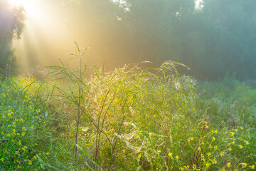 Fototapeta na wymiar Wild flowers in a misty field in wetland in sunlight at sunrise in summer, Almere, Flevoland, Netherlands, August 25, 2021