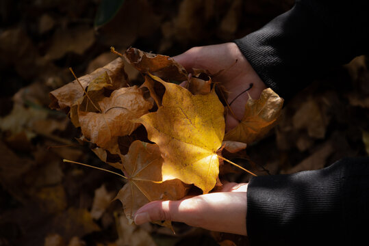 519 件の最適な 落ち葉拾い 画像 ストック写真 ベクター Adobe Stock