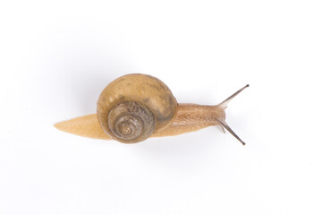  a snail isolated on white background