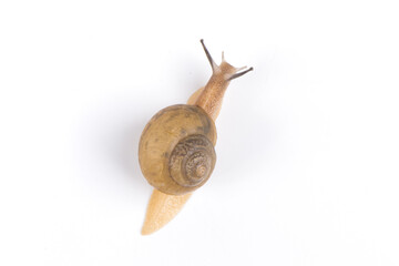 a snail isolated on white background